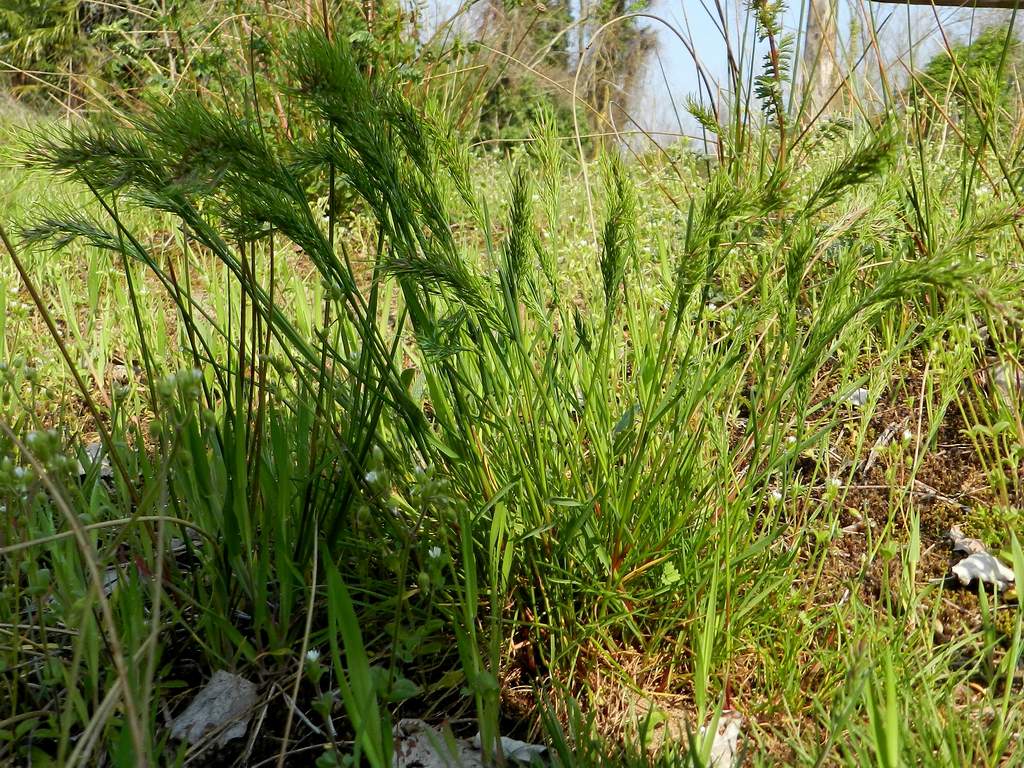 Poa bulbosa, forma vivipara.